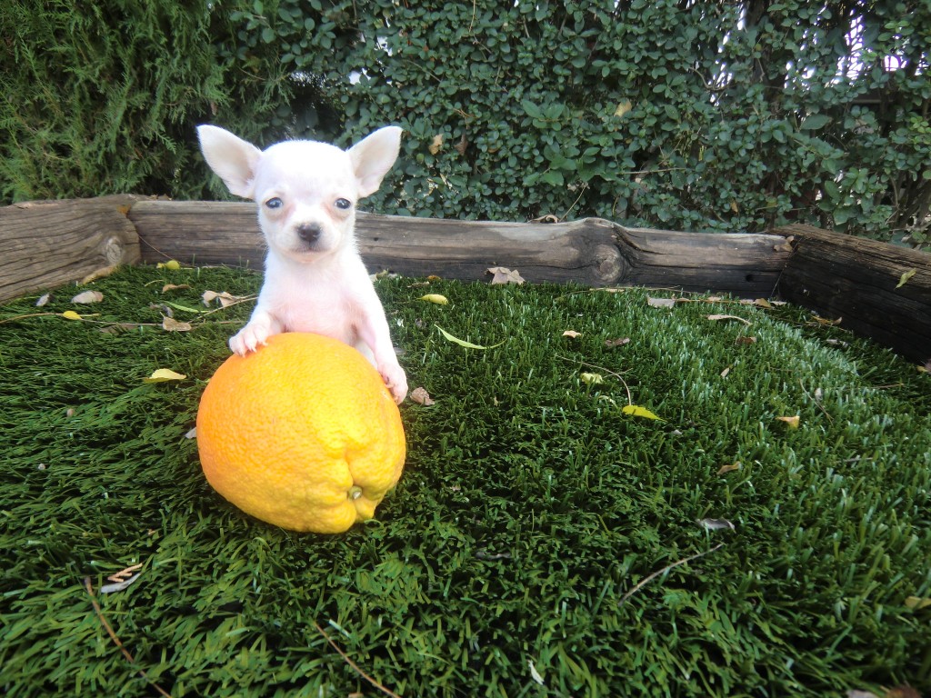 Perro Chihuahua Toy sobre un limón