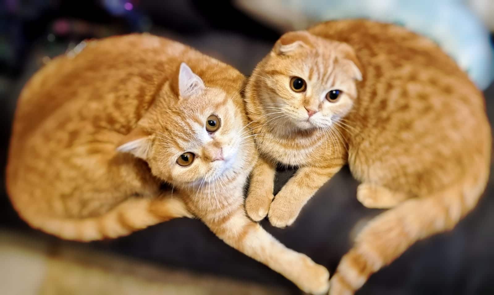 Celine de #Barcelona nos manda fotos de sus gatos  #scottish fold y scottish straight  🥰. Gracias por confiar en #Corralet y esperamos que sean muy felices como nuevos  miembros de tu 🏠 familia!