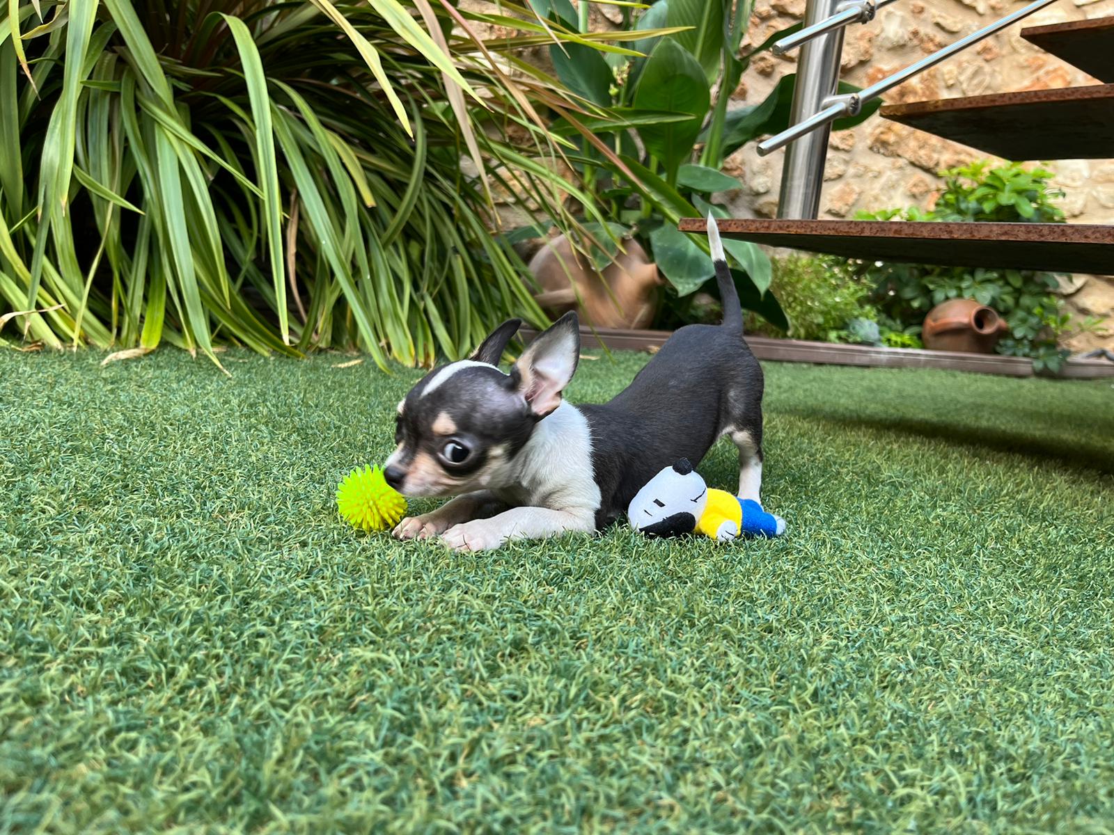 Chihuahua Corralet cabeza de manzana jugueteando