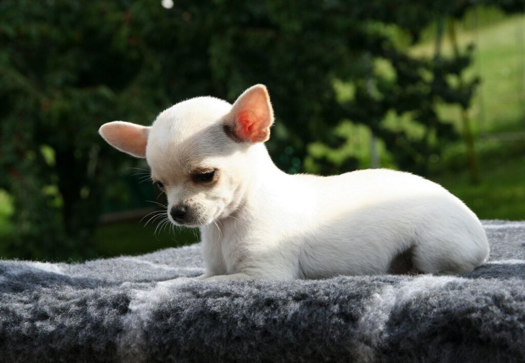 chihuahua