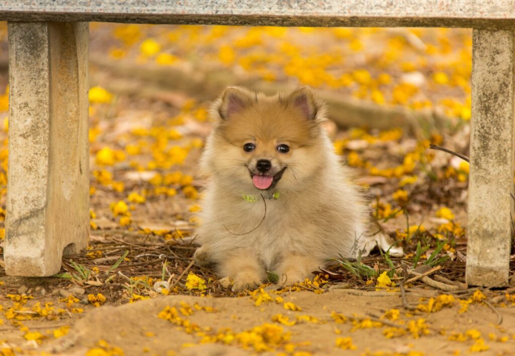perros pequeños
