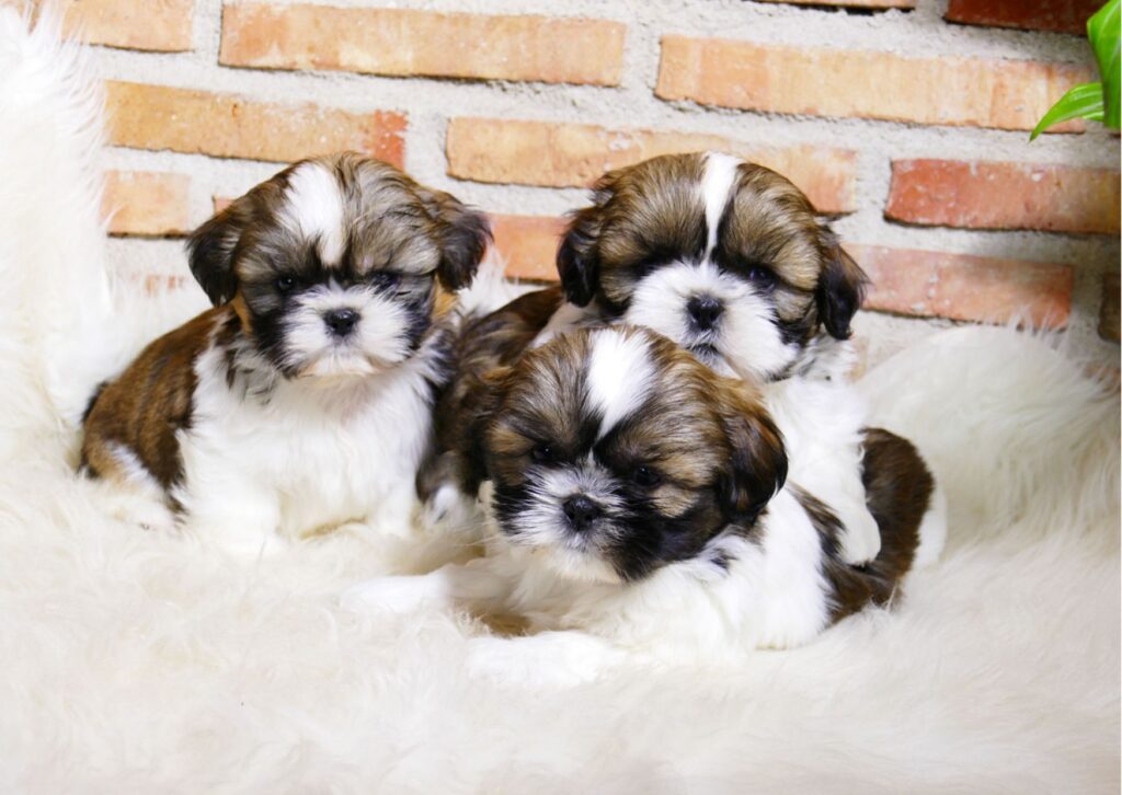 criadero de shih tzu