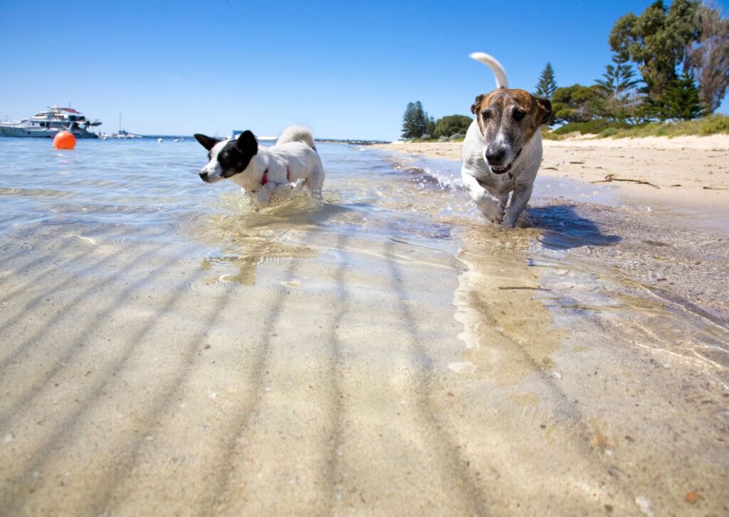 playas para perros
