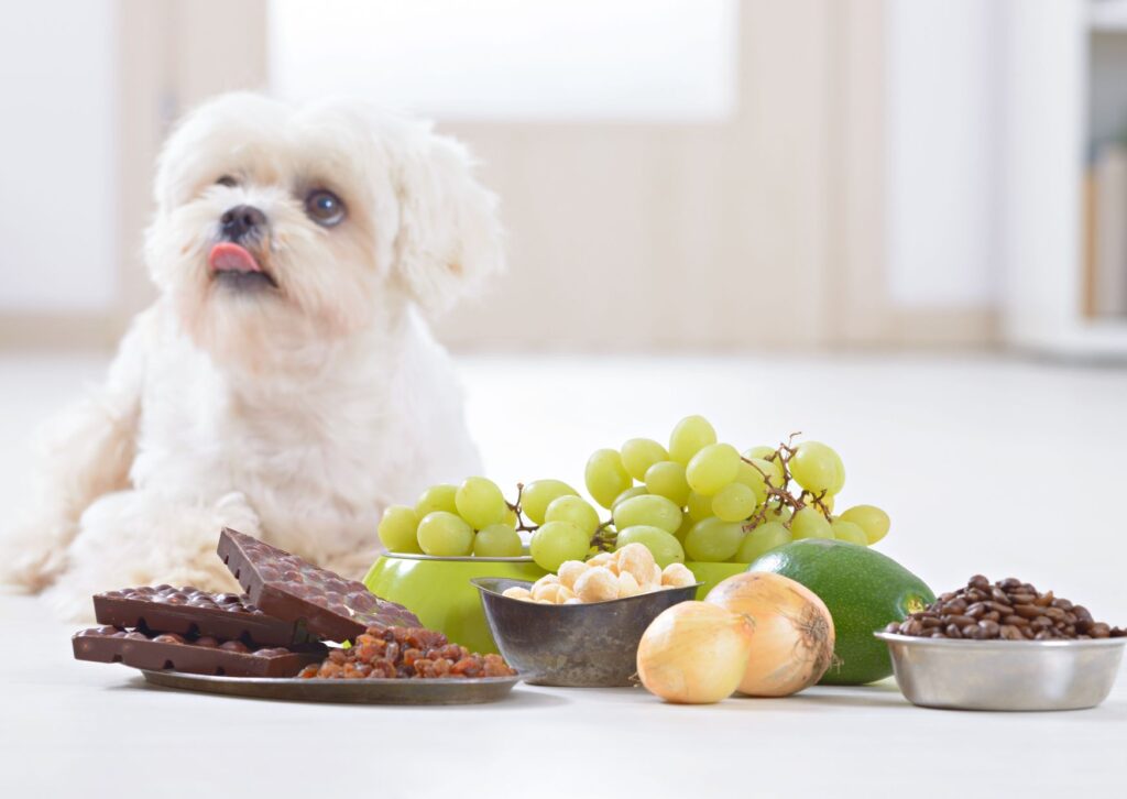 alimentos tóxicos para perros