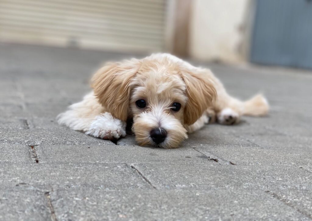 raza maltipoo