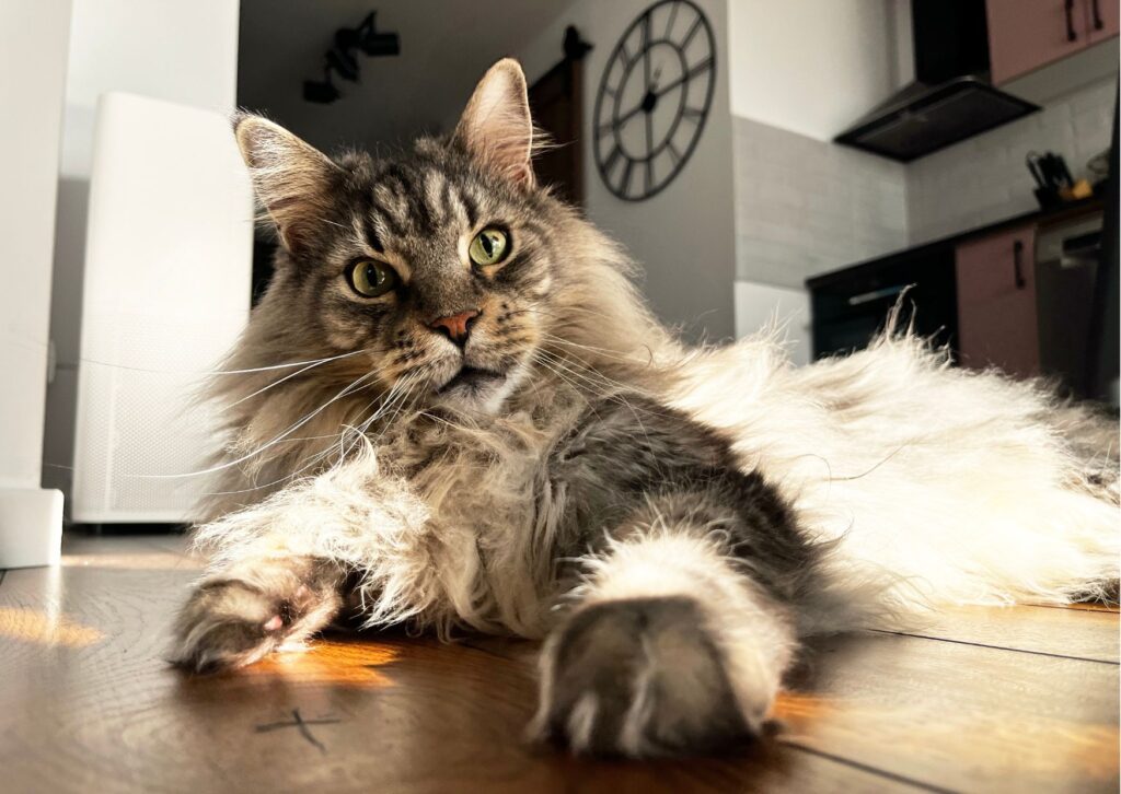 venta de gatos maine coon