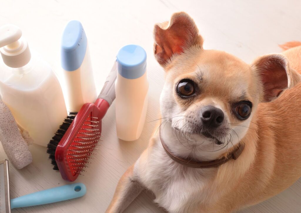 perros con pelo corto