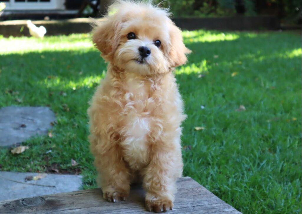 apricot maltipoo