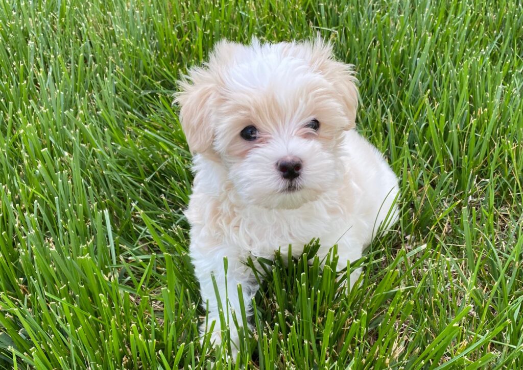 maltipoo blanco