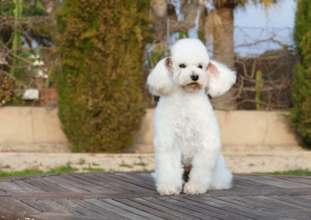 caniche toy blanco