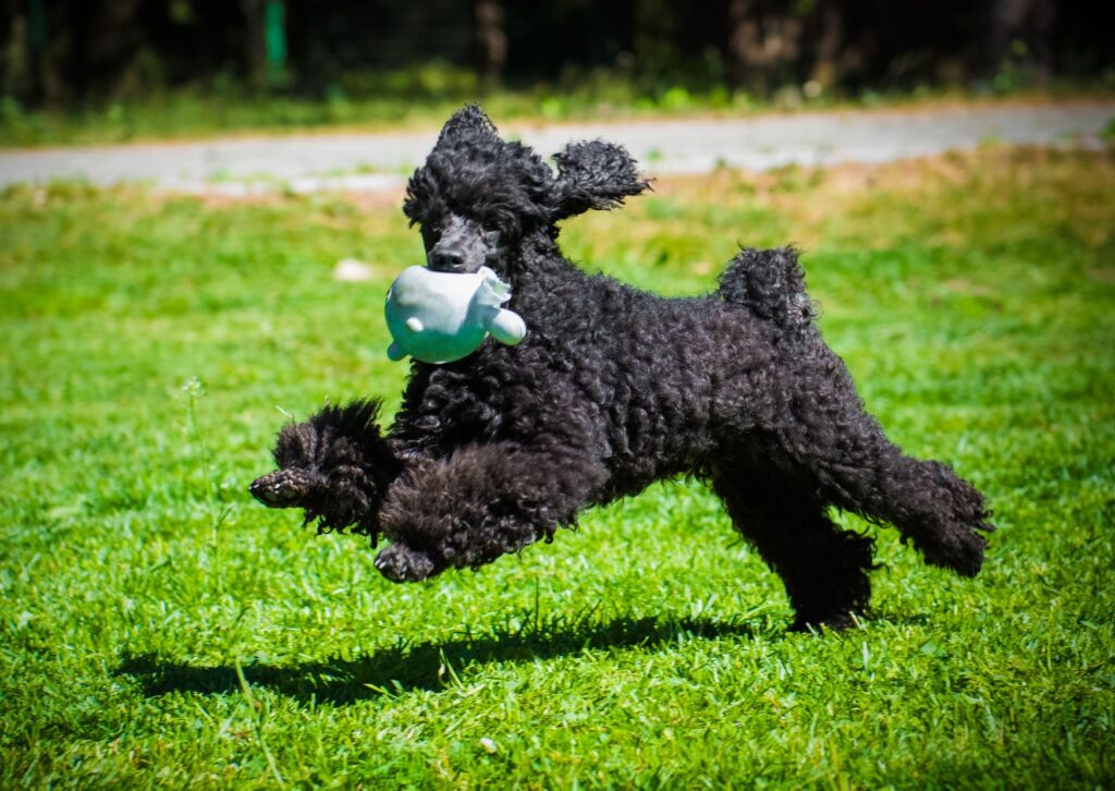 caniche toy negro