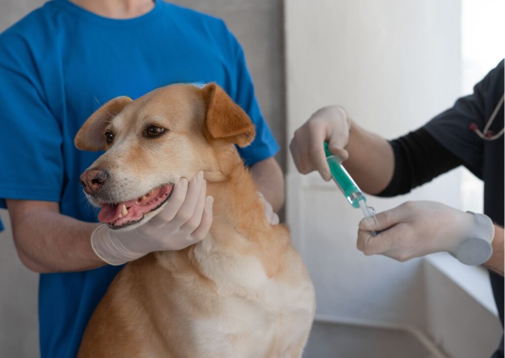 urbason para perros