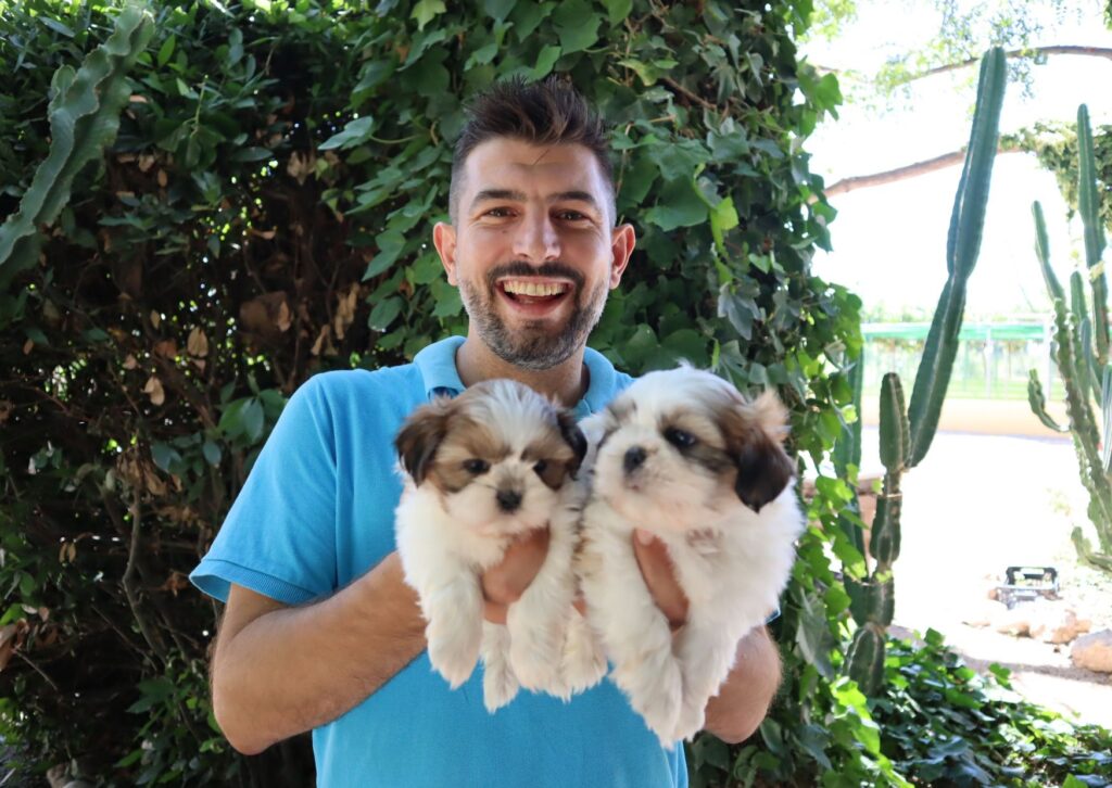 venta de shih tzu
