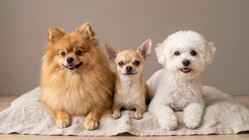 Cuánto vive un perro raza pequeña, ¡esperanza de vida!