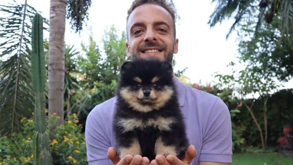 pomerania negro y marron
