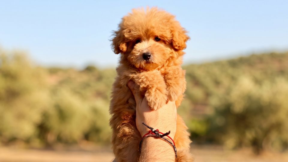 caniche canela