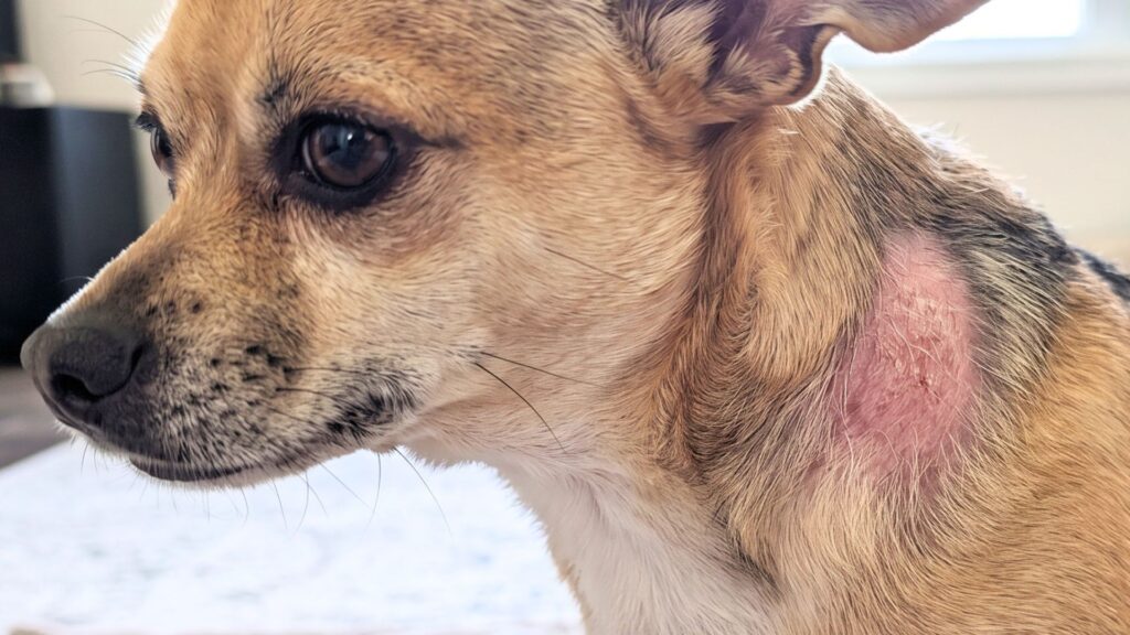 caída del pelo en los perros