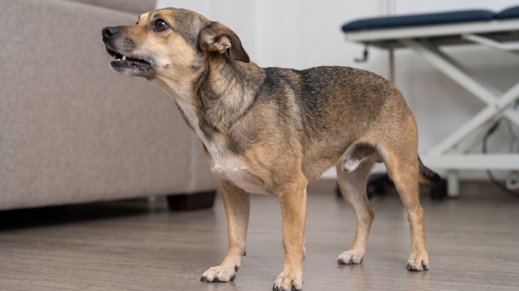 tratamiento neumonía en perros
